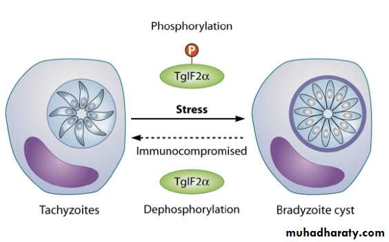 Toxoplasma gondii