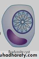 Toxoplasma gondii