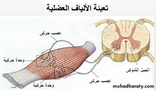 MUSCLE DISEASES ppt