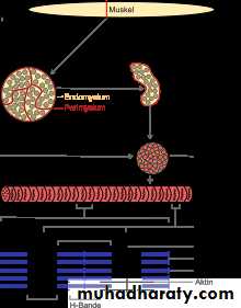 MUSCLE DISEASES ppt