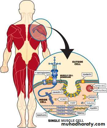 MUSCLE DISEASES ppt
