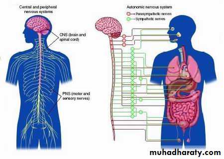 Peripheral Nerve Diseases