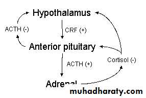 Pharmacology for Respiratory