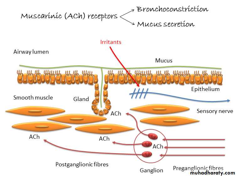 Pharmacology for Respiratory