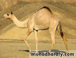 Pharmacology for Respiratory