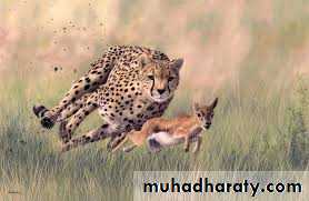 Pharmacology for Respiratory