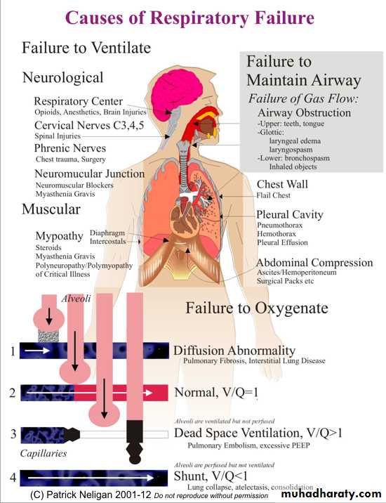 Pharmacology for Respiratory