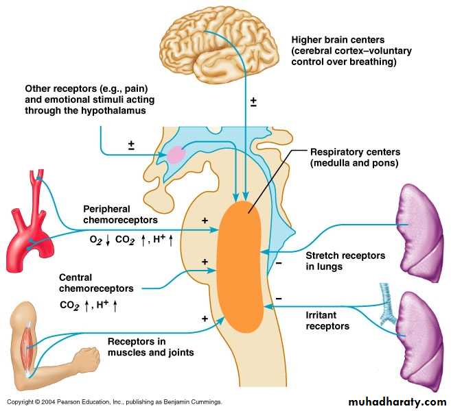 Pharmacology for Respiratory