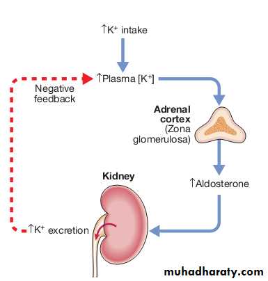 disorders of k balance