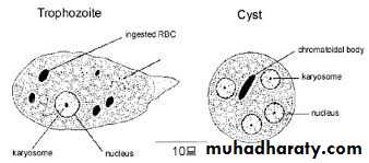 ACUTE GASTROENTERITIS