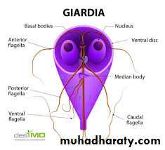 ACUTE GASTROENTERITIS
