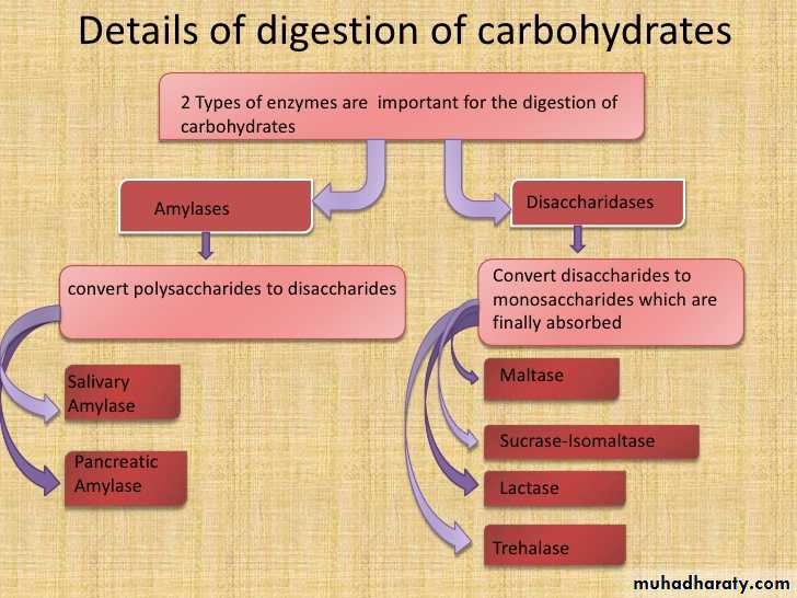 Digestion and absorption