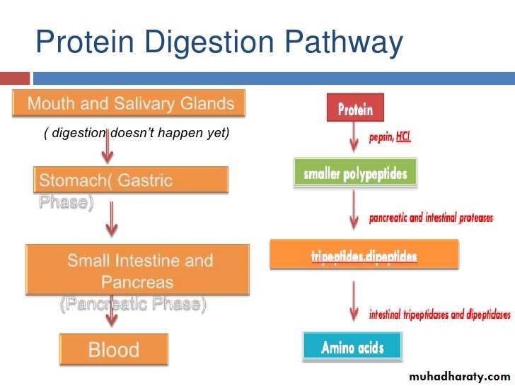 Digestion and absorption