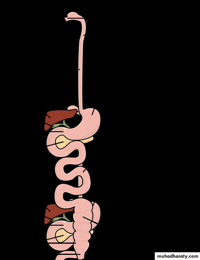 Digestion and absorption