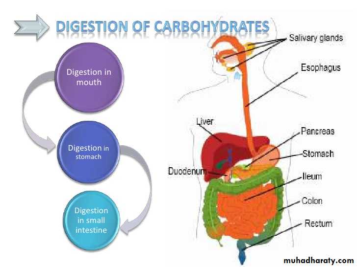 Digestion and absorption