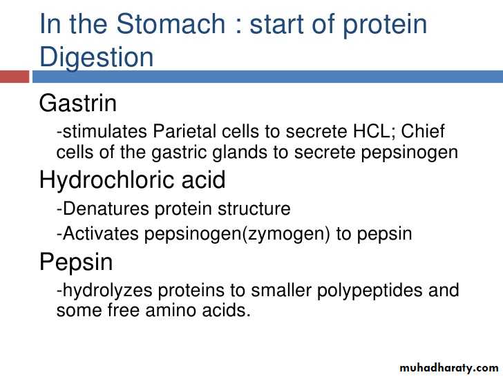 Digestion and absorption