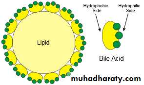 Digestion and absorption