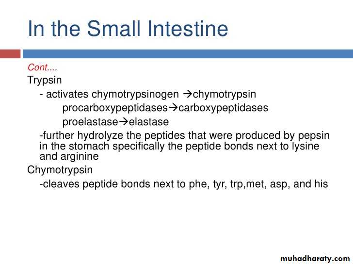 Digestion and absorption