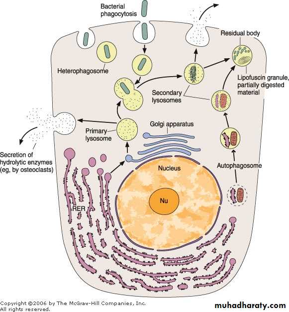 Cell Biology