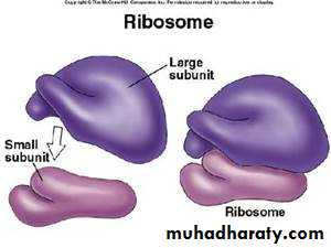 Cell Biology