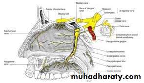 Nasal cavity