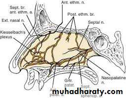 Nasal cavity