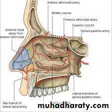 Nasal cavity