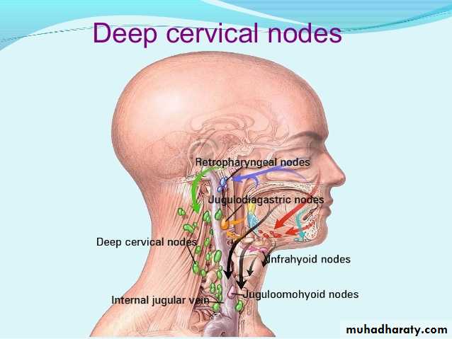 Nasal cavity