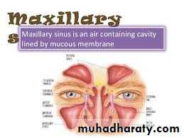 Nasal cavity