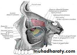 Nasal cavity