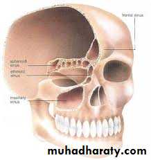 Nasal cavity