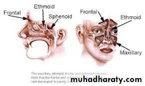 Nasal cavity