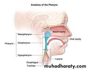 Nasal cavity
