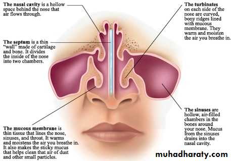 Nasal cavity