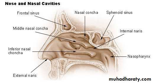 Nasal cavity