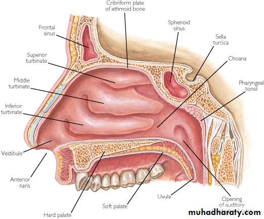 Nasal cavity