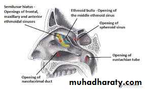 Nasal cavity