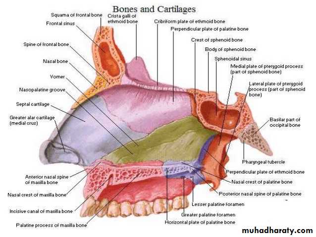 Nasal cavity