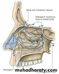 Nasal cavity