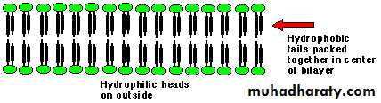 Human physiology