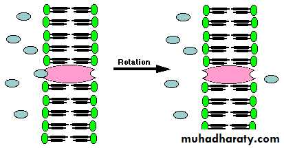 Human physiology