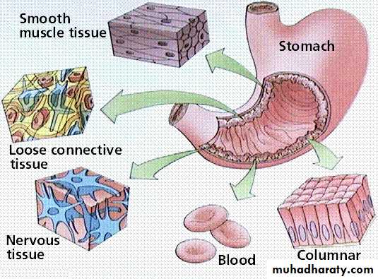 Human physiology