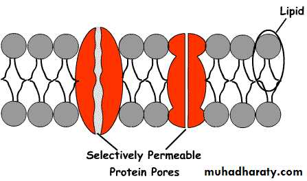 Human physiology