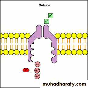 Human physiology