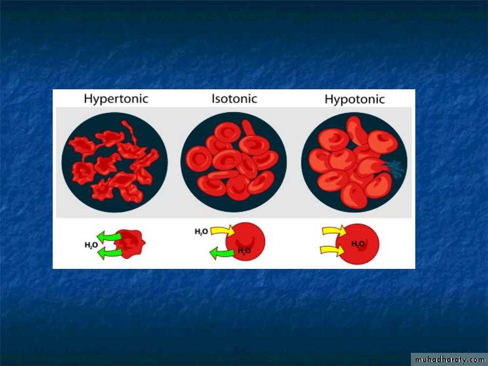 Human physiology