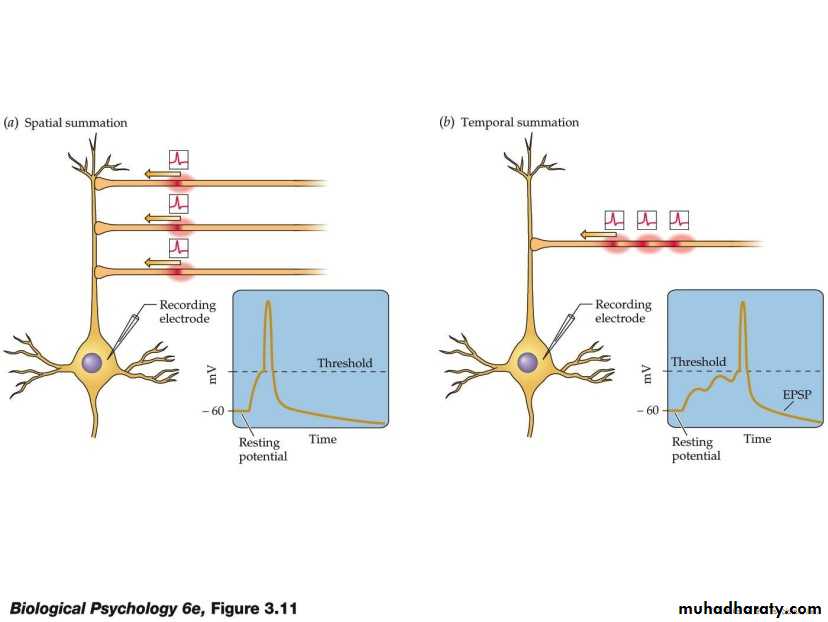 Nervous system
