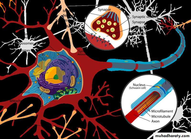 Nervous system