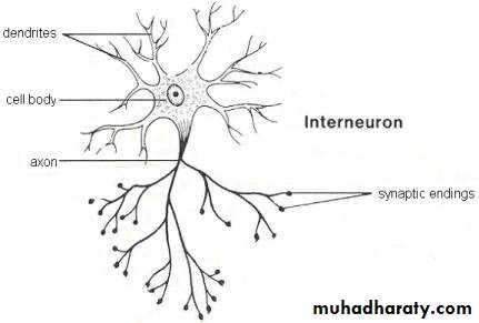 Nervous system
