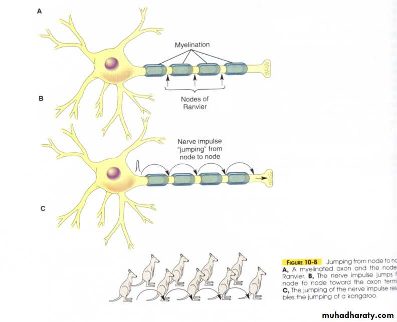 Nervous system