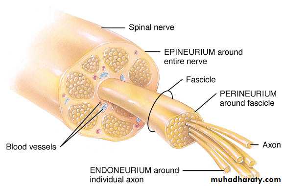 Nervous system